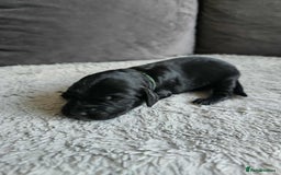 Sprocker dogs for sale: Sprocker Spaniel Puppies  - Image 9