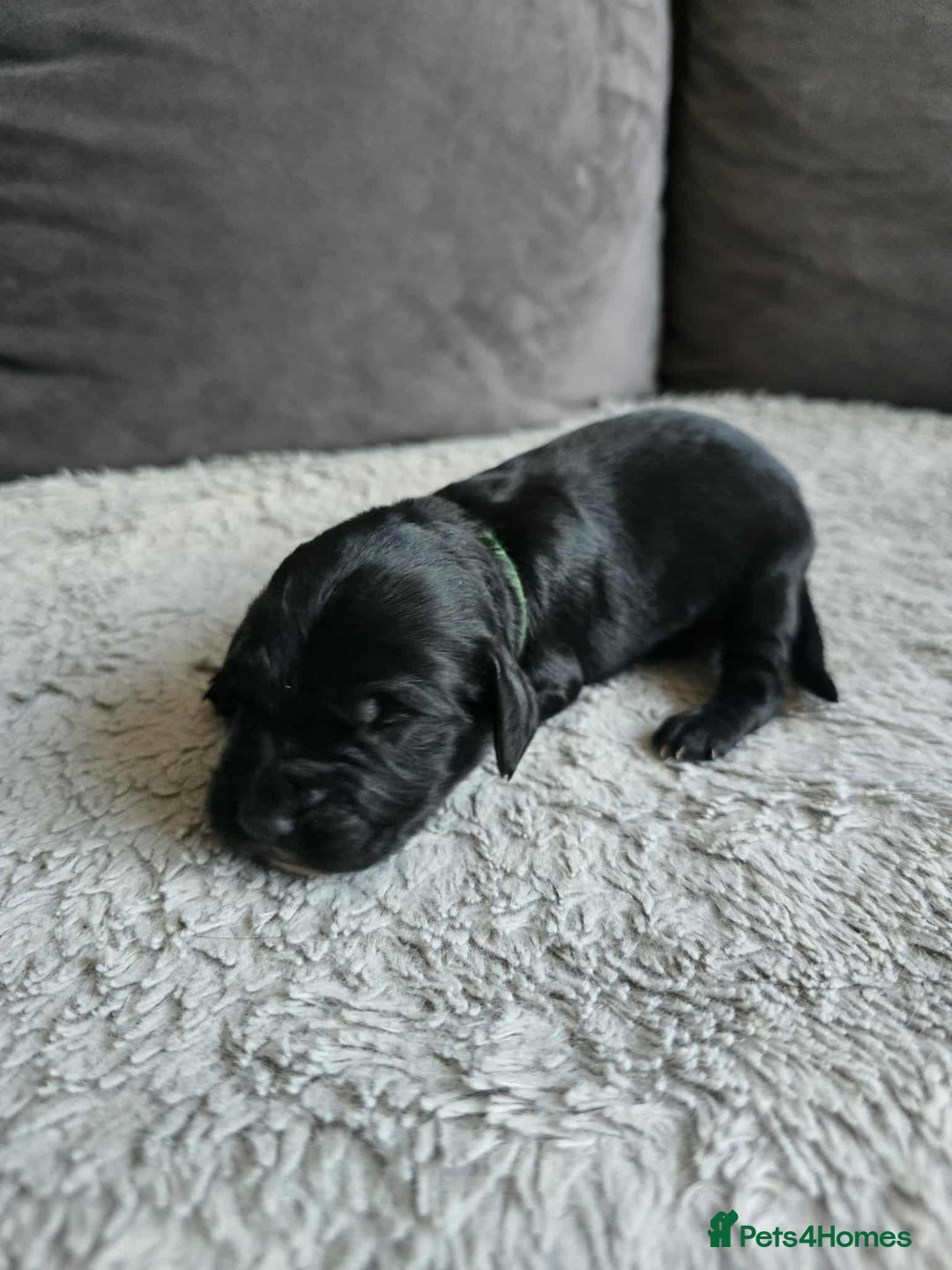 Sprocker dogs for sale: Sprocker Spaniel Puppies  - Image 9
