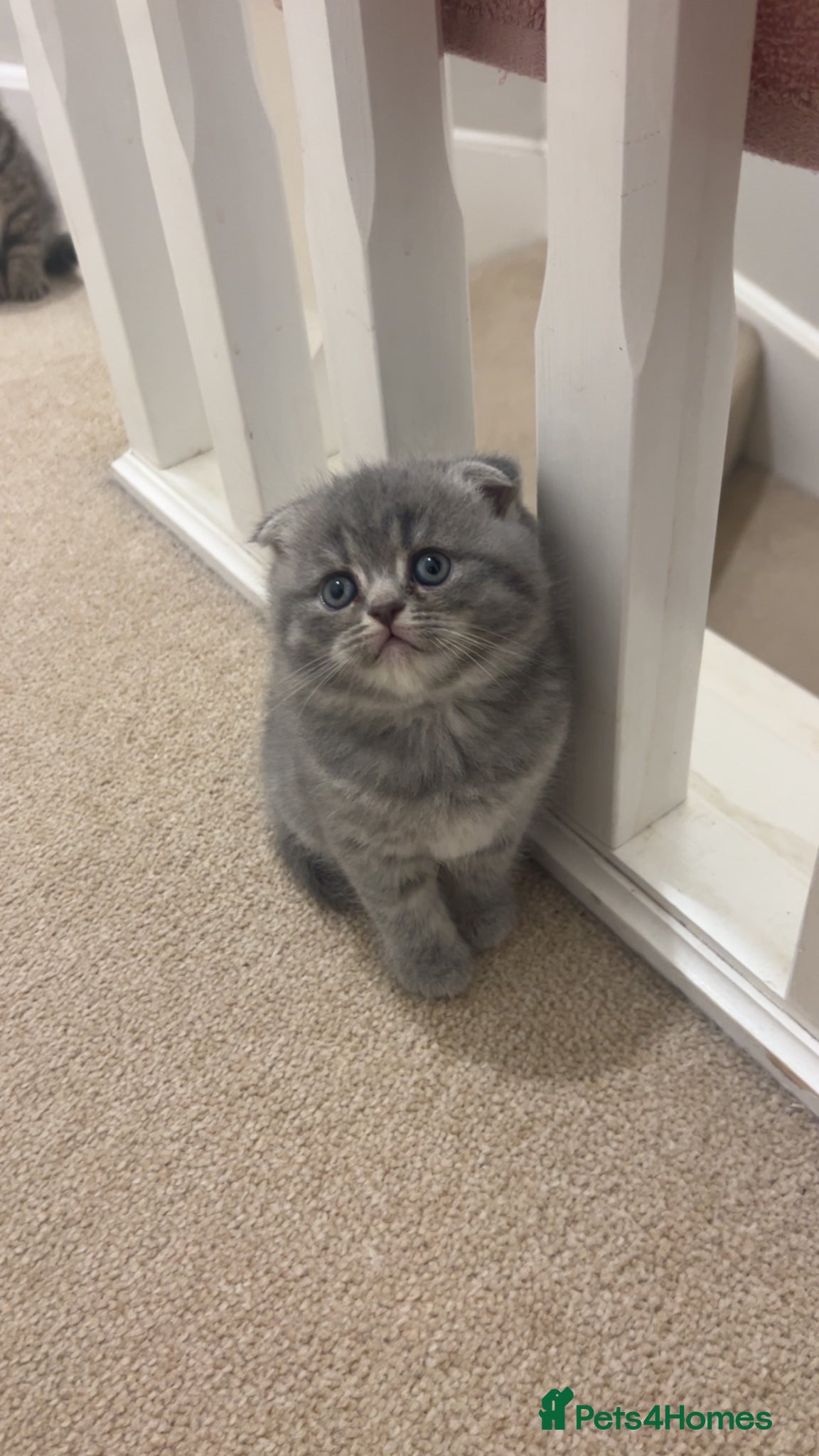 Scottish Fold cats Rare Scottish Fold x Scottish Straight Kittens 🌟 - Advert 1