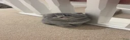 Scottish Fold cats for sale:  Rare Scottish Fold kittens ✨ - Advert 2