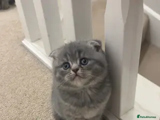 Scottish Fold cats Rare Scottish Fold x Scottish Straight Kittens 🌟 - Advert 1