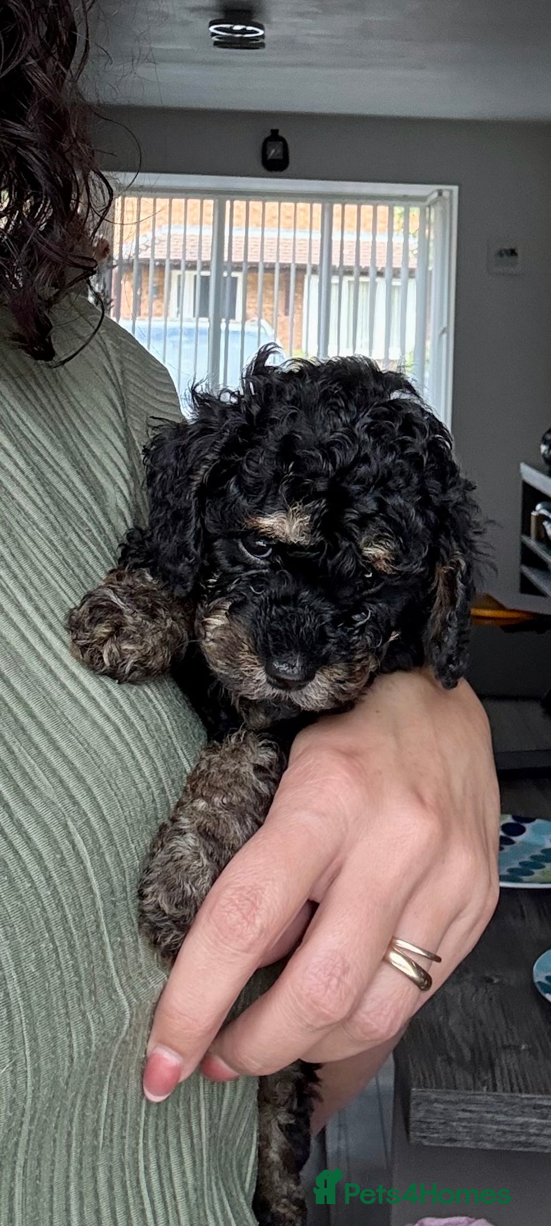 Cavapoo dogs for sale: READY NOW! Adorable Phantom F1b Cavapoo puppies  - Image 25