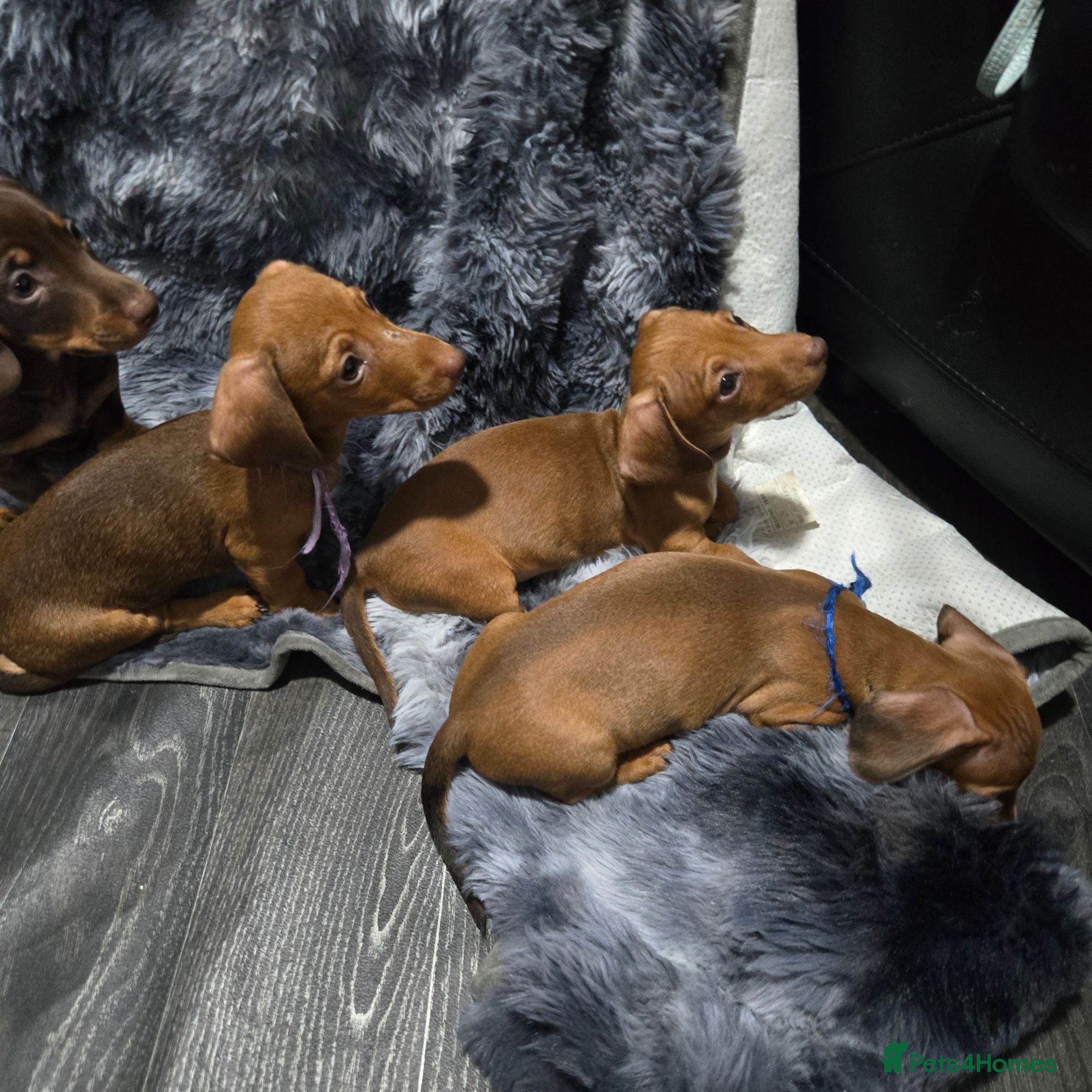 Dachshund dogs Dachshund  - Advert 2