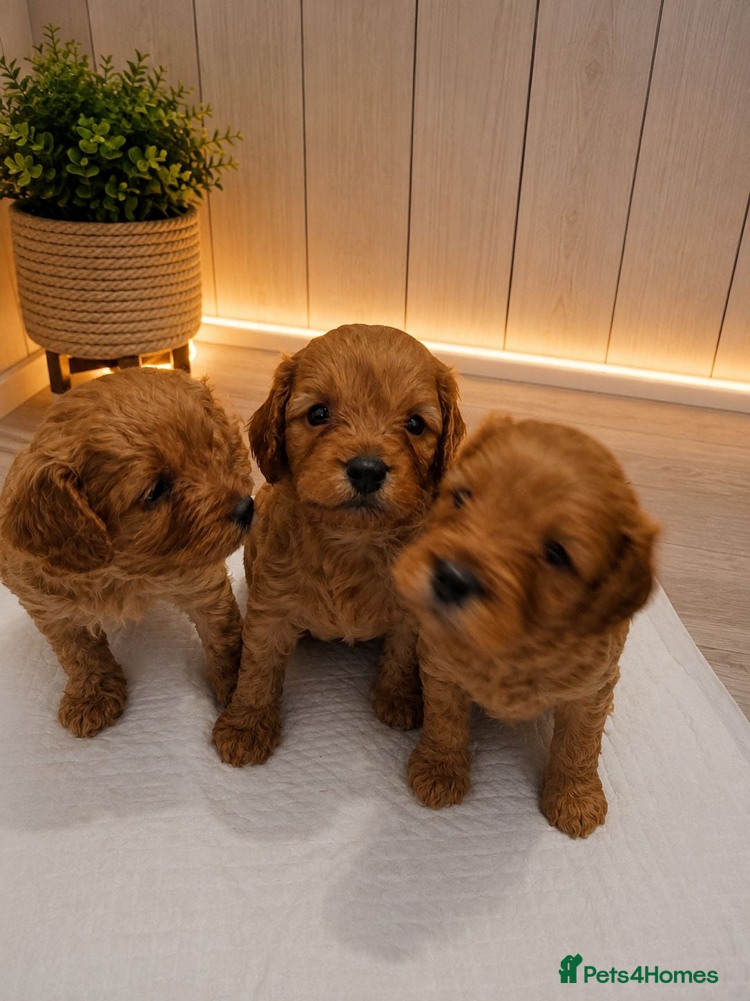 Cavapoo dogs Beautiful F1 Cavapoo Boys Available 🐶❤️ apricot - Advert 2