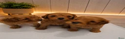 Cavapoo dogs for sale: Beautiful F1 Cavapoo Boys Available 🐶❤️ apricot - Advert 1