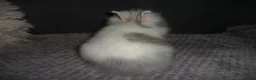 Lionhead rabbits for sale: BEAUTIFUL BABY LIONHEAD RABBITS WITH BLUE EYES - Advert 5