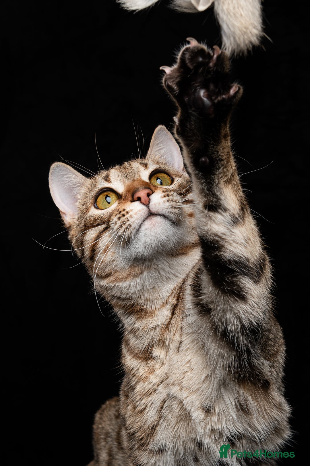 Bengal cats for sale: 🔥Retired Bengal Queen imported from france 🔥 - Image 13