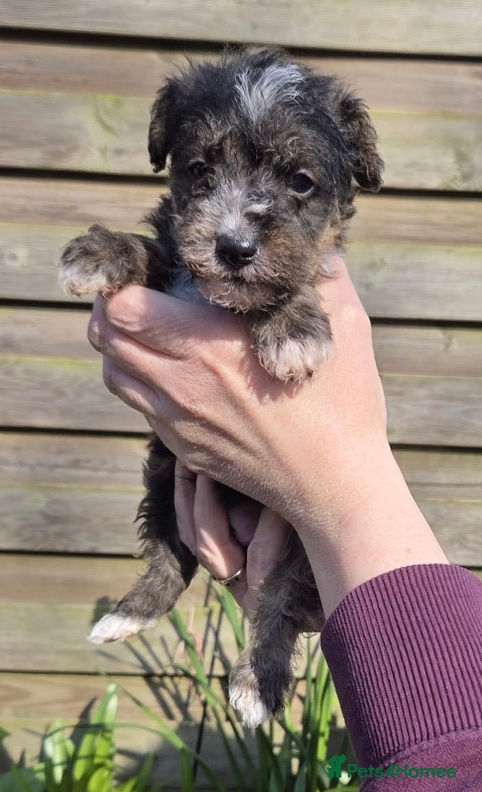Mixed Breed dogs Beautiful Lakeland Terrier/Poodle Puppies - Advert 1