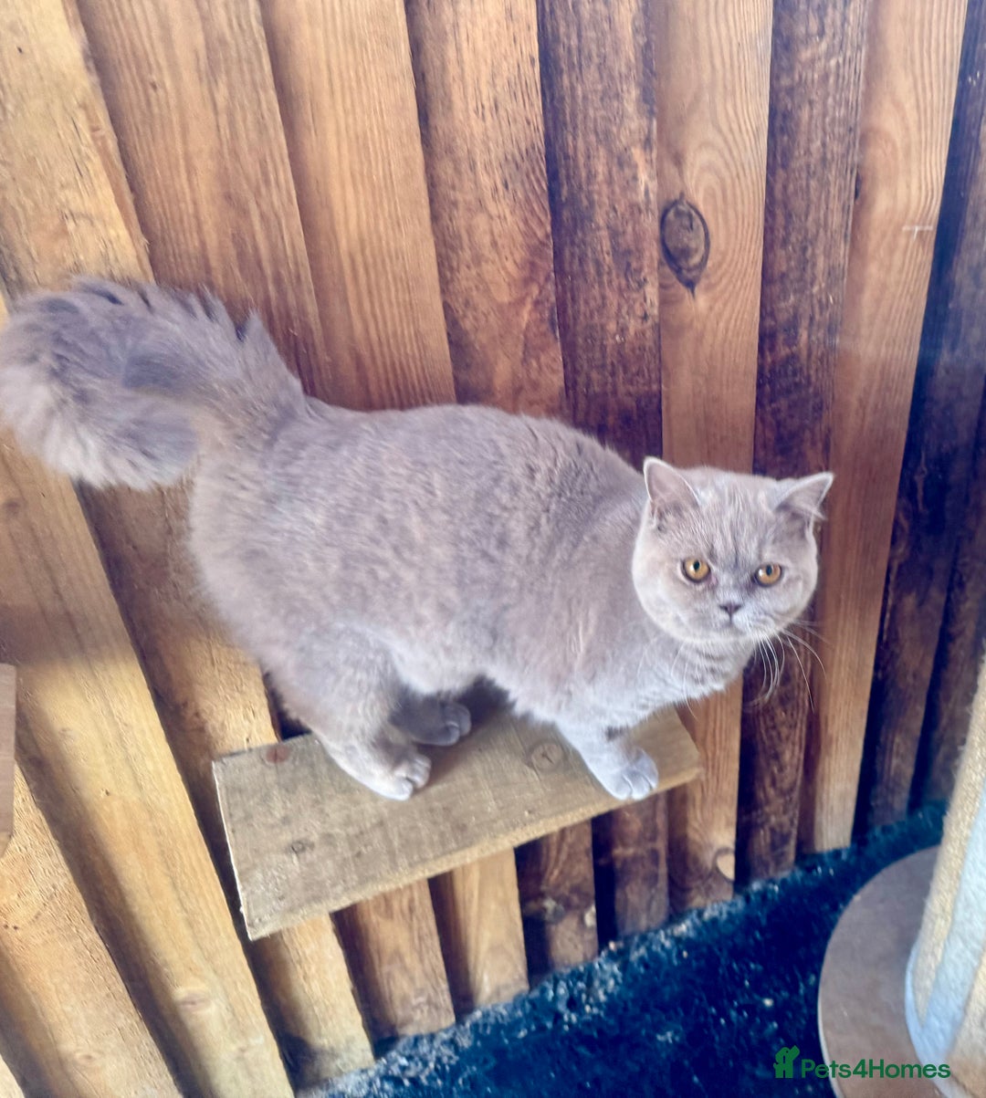 British Shorthair cats for sale: British shorthair fawn tortie female - Image 2