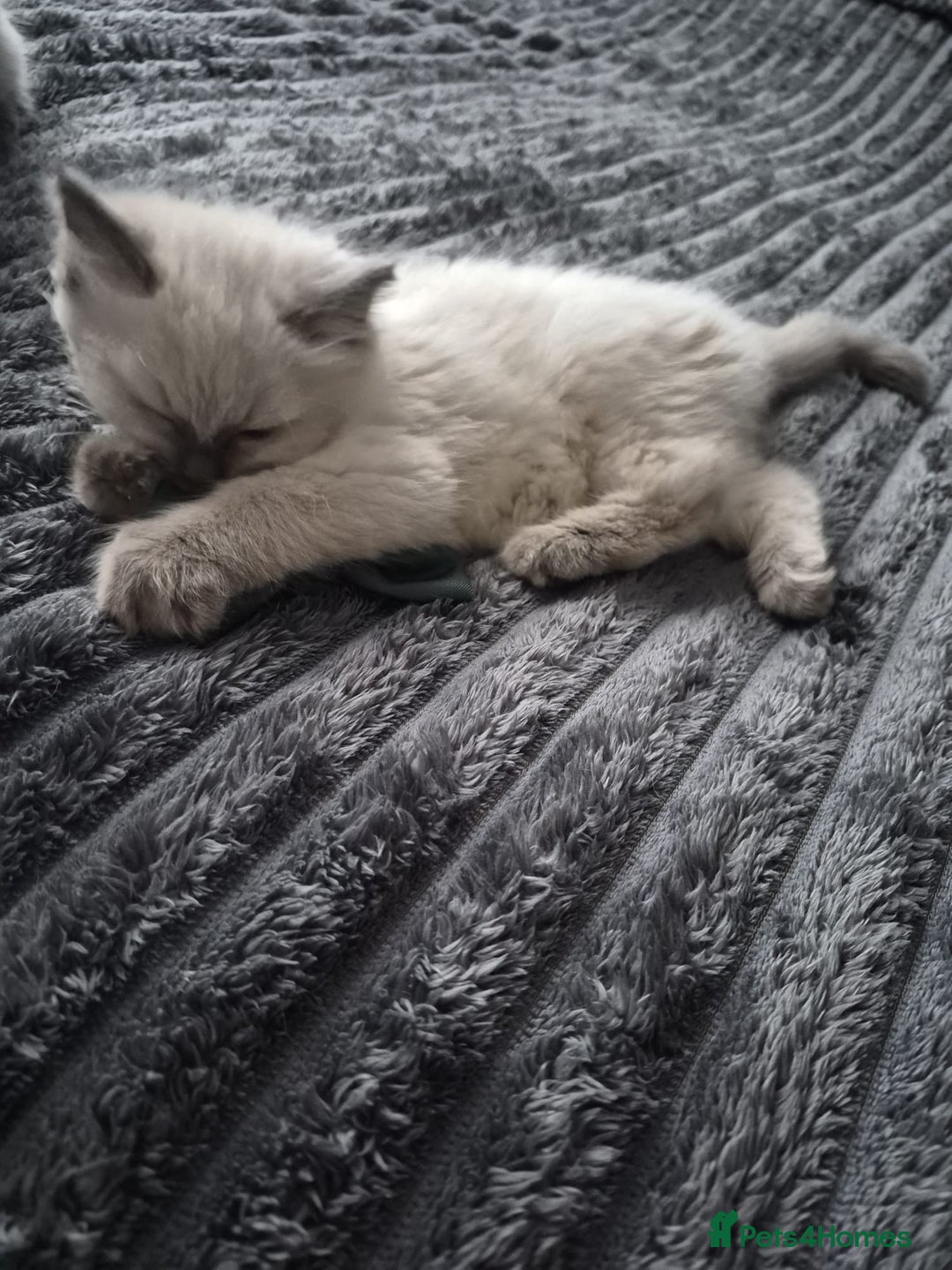 Ragdoll cats for sale: Adorable Ragdoll Kittens GCCF  Active registered  - Advert 12
