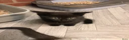 Russian Blue cats for sale: Russian blue/Norwegian forest mixed - Advert 21