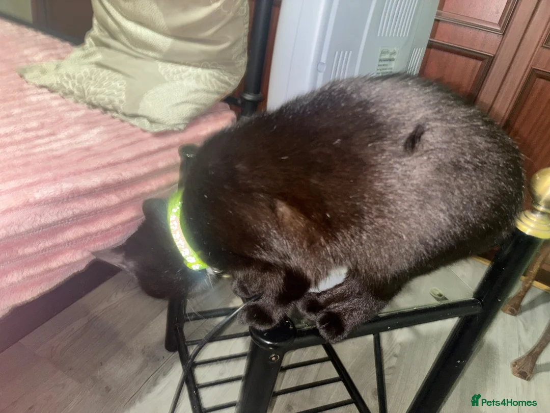 British Shorthair cats for sale: Black Kitten ( free)  - Advert 2