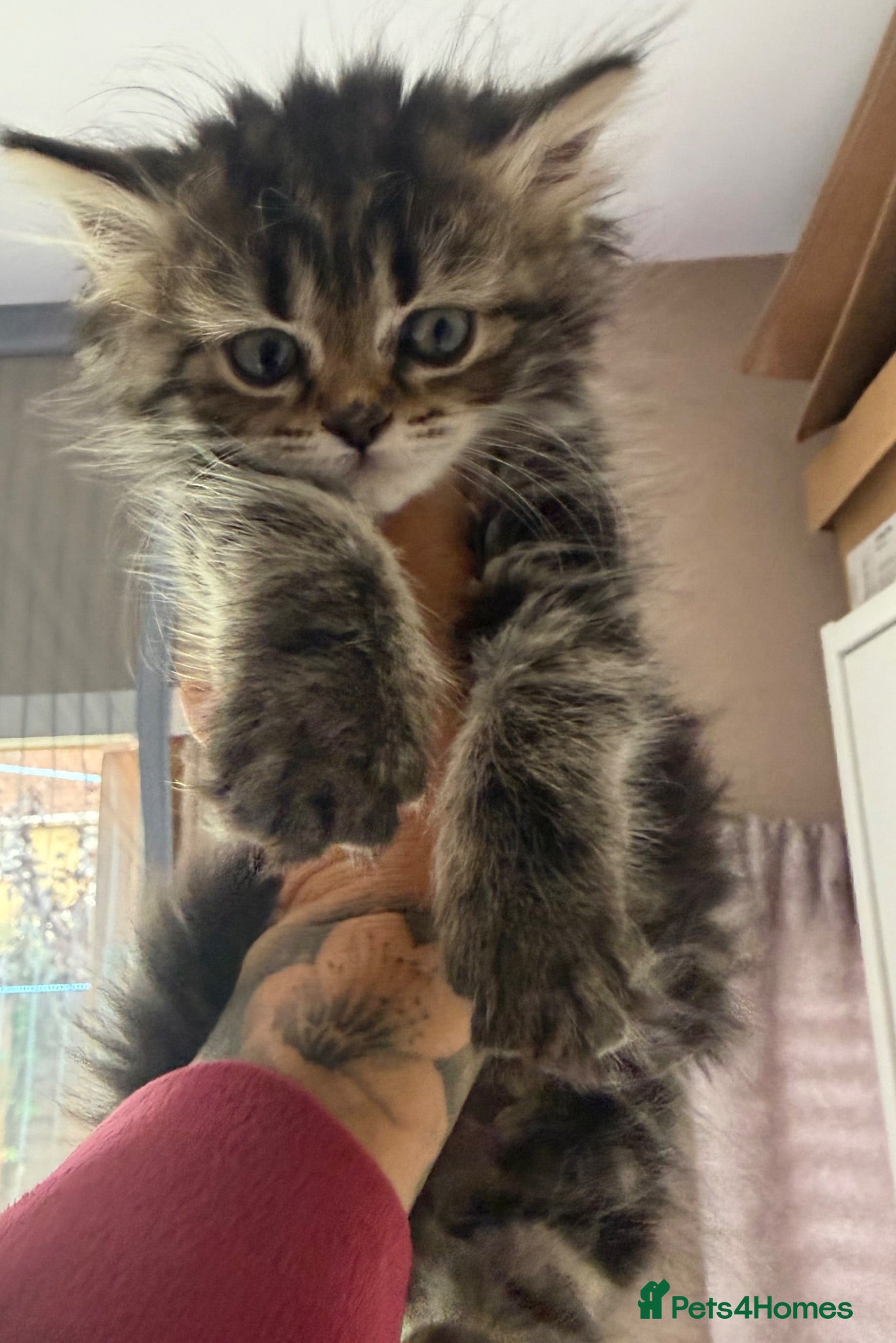 Persian cats Just 1 girl  now Persian cross Maine coon kittens - Advert 15
