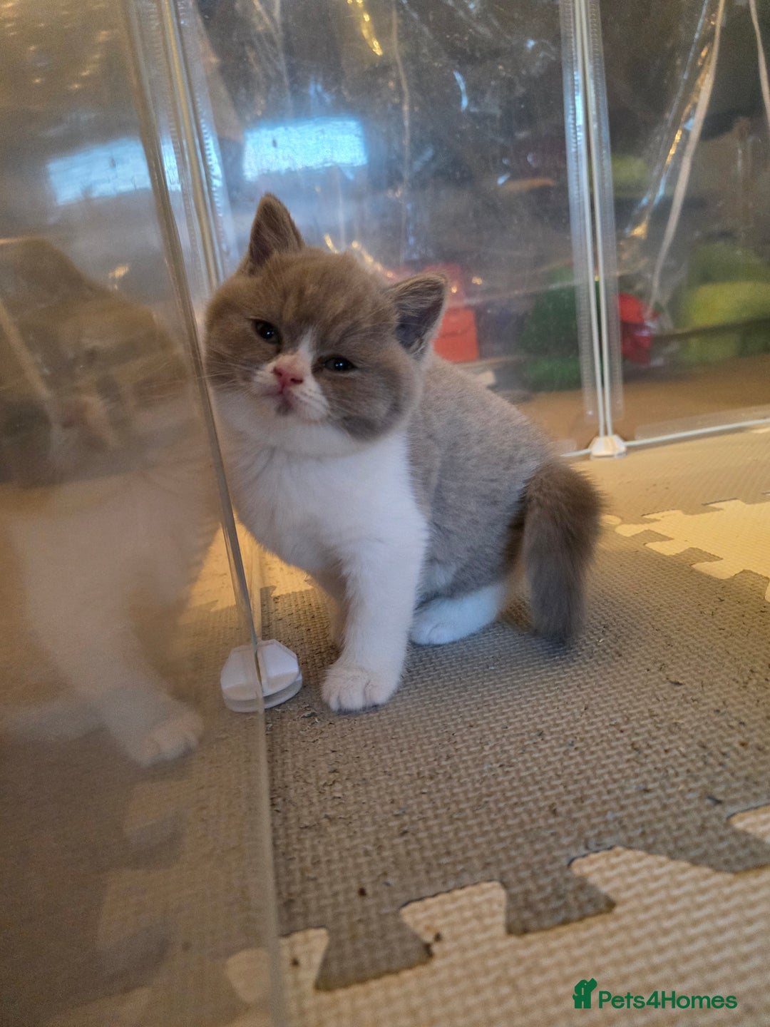 British Shorthair cats for sale: GCCF Registered British Shorthair Kittens - Image 33
