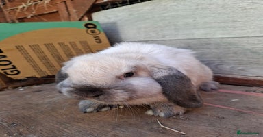 Mini Lop rabbits - Advert 3