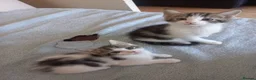 Mixed Breed cats for sale: Kittens for sale  in South Croydon - Advert 14