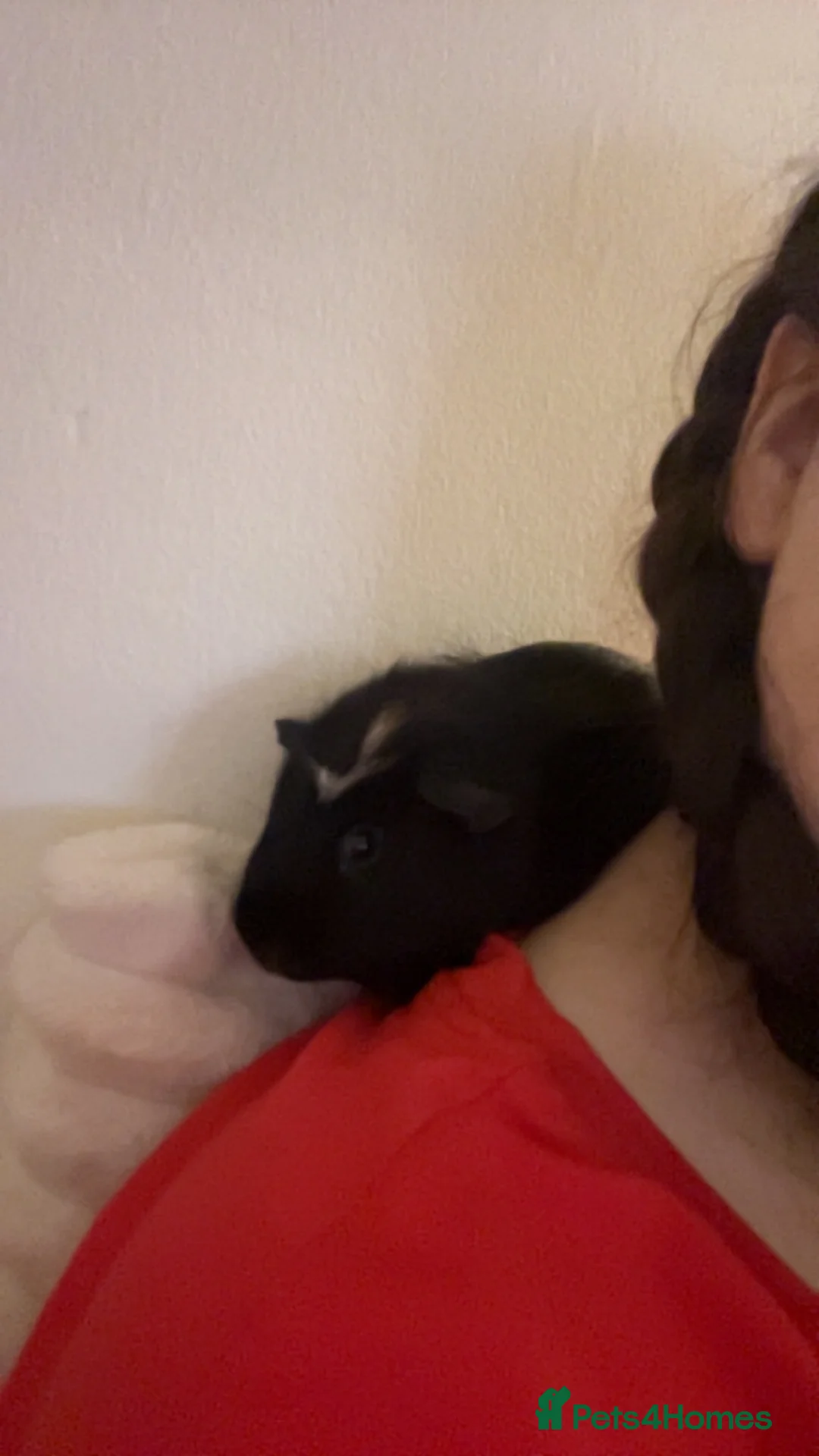 Guinea Pig rodents for sale: 2 bonded male guinea pigs in Salford - Advert 2