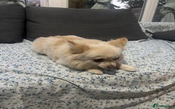Pomeranian dogs for sale: Beautiful pure with pomerian for sale - Image 3