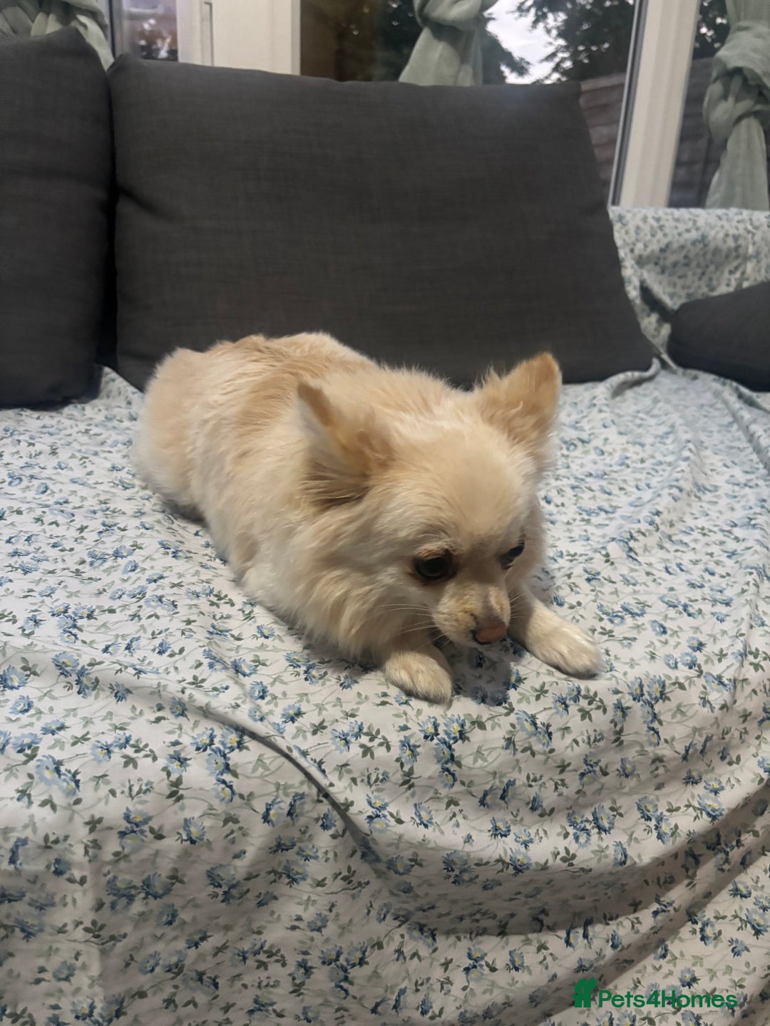 Pomeranian dogs for sale: Beautiful pure with pomerian for sale - Image 3