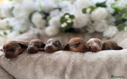 Miniature Dachshund dogs for sale: ⭐️Beautiful litter Of Rainbow Dachshund Puppies⭐️ - Image 2