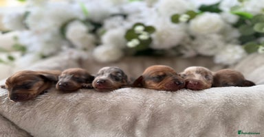 Miniature Dachshund dogs - Advert 6