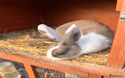 Mini Lop rabbits for sale: All pets together for sale - Advert 2