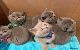 British Shorthair cats for sale: Full Pedigree stunning British Shorthair kittens  - Image 6