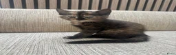 Mixed Breed cats for sale: Maine coon cross kittens ready for new homes - Advert 3
