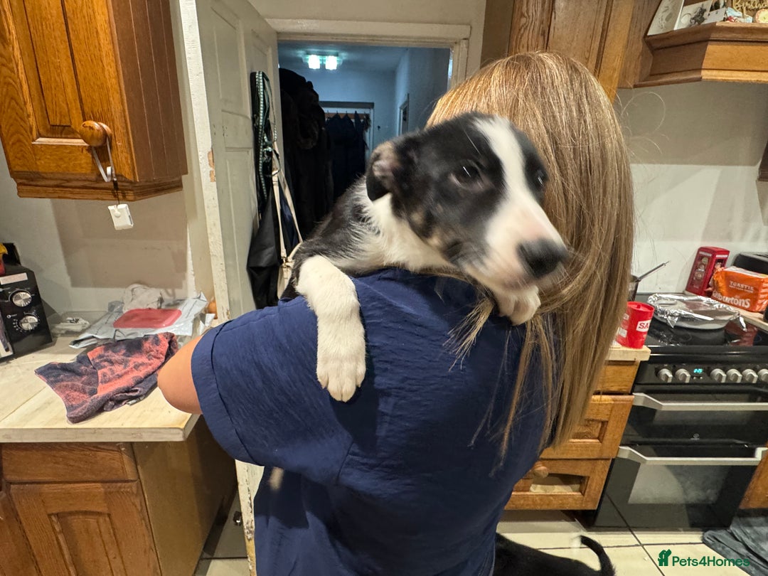Border Collie dogs for sale: For sale 3 GILR border collie  - Advert 13