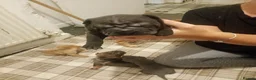 Shar Pei dogs for sale: Shar pei puppies in Swansea - Advert 6