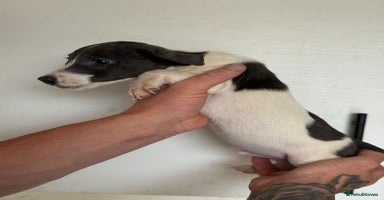 Jack Russell dogs - Advert 1