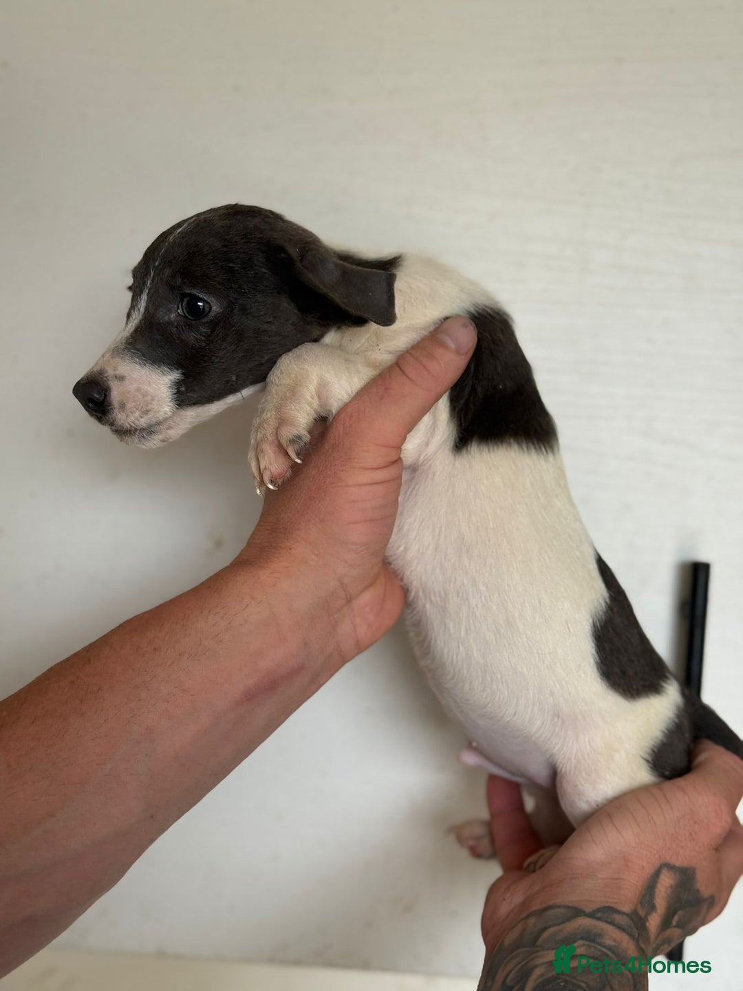 Jack Russell dogs for sale: Jack Russell  - Image 3