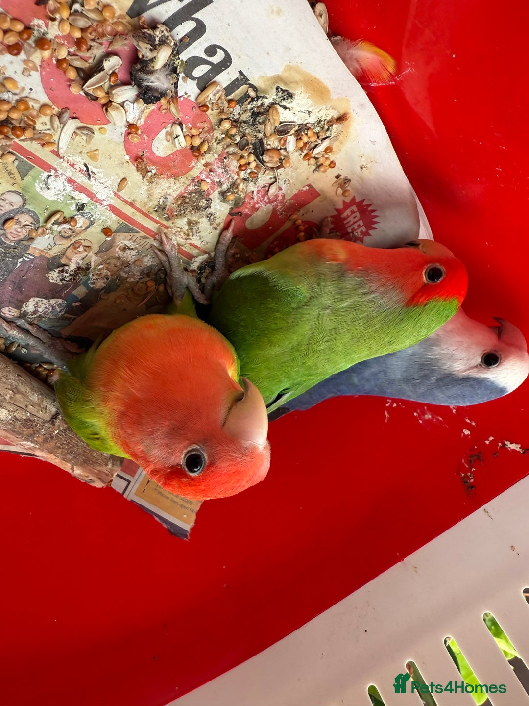Conures birds for sale:  conures & lovebirds others - Image 9