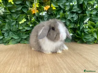 Mini Lop rabbits Mini lops available to reserve now - Advert 1