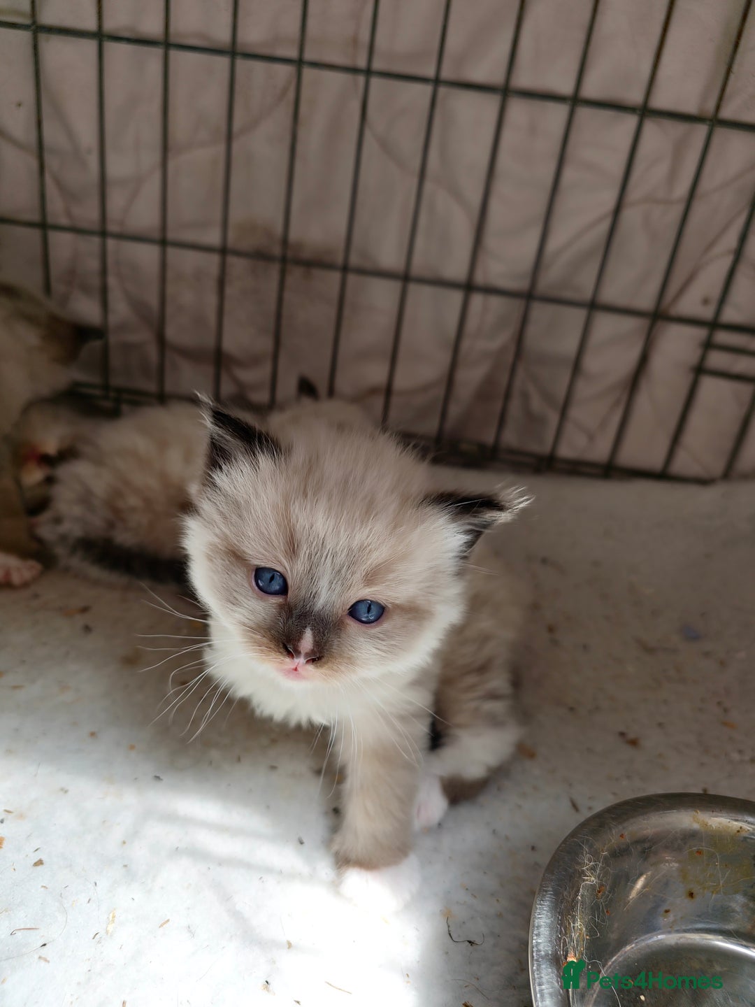 Ragdoll cats for sale: Ragdoll kittens - Image 19