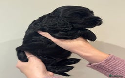 Cocker Spaniel dogs for sale: Beautiful show type cocker spaniels  - Image 4