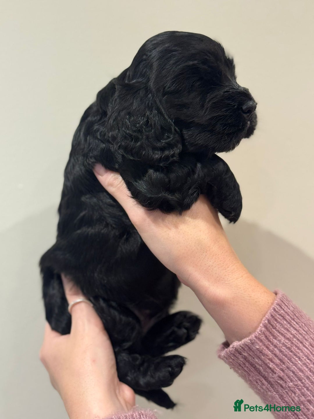 Cocker Spaniel dogs for sale: Beautiful show type cocker spaniels  - Image 4