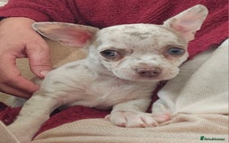 Chihuahua dogs for sale: 2 male Chihuahuas back for sale reduced to 995  in Huntingdon - Image 2