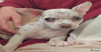 Chihuahua dogs in Huntingdon - Advert 1