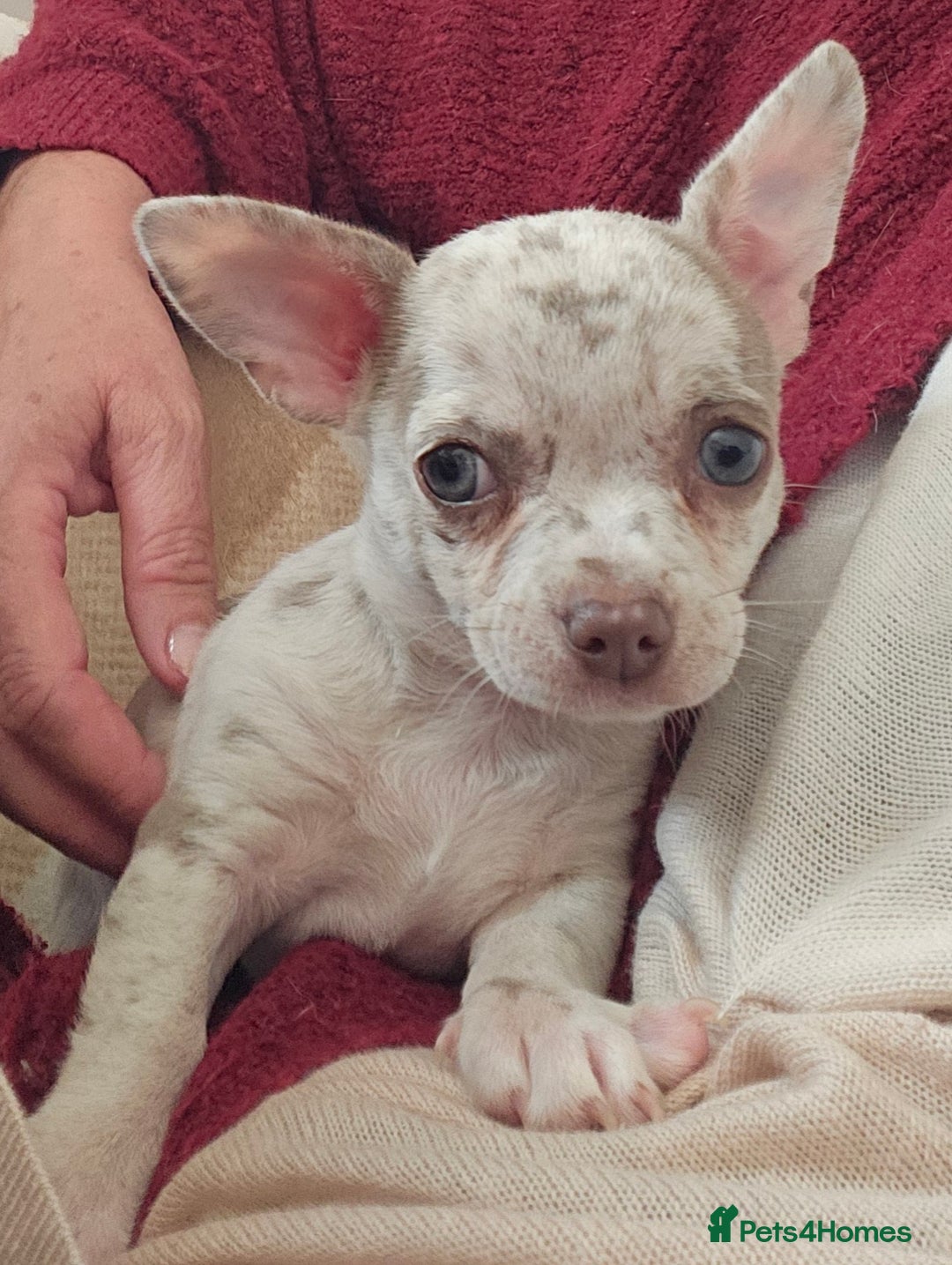 Chihuahua dogs for sale: 2 male Chihuahuas back for sale reduced to 995  in Huntingdon - Image 2