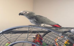 Parrots birds for sale: 12w Hand reared Congo African grey parrot babies  - Advert 12