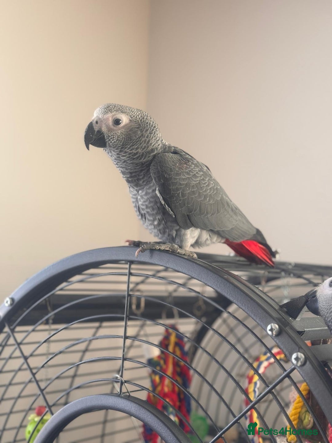 Parrots birds for sale: 12w Hand reared Congo African grey parrot babies  - Advert 12