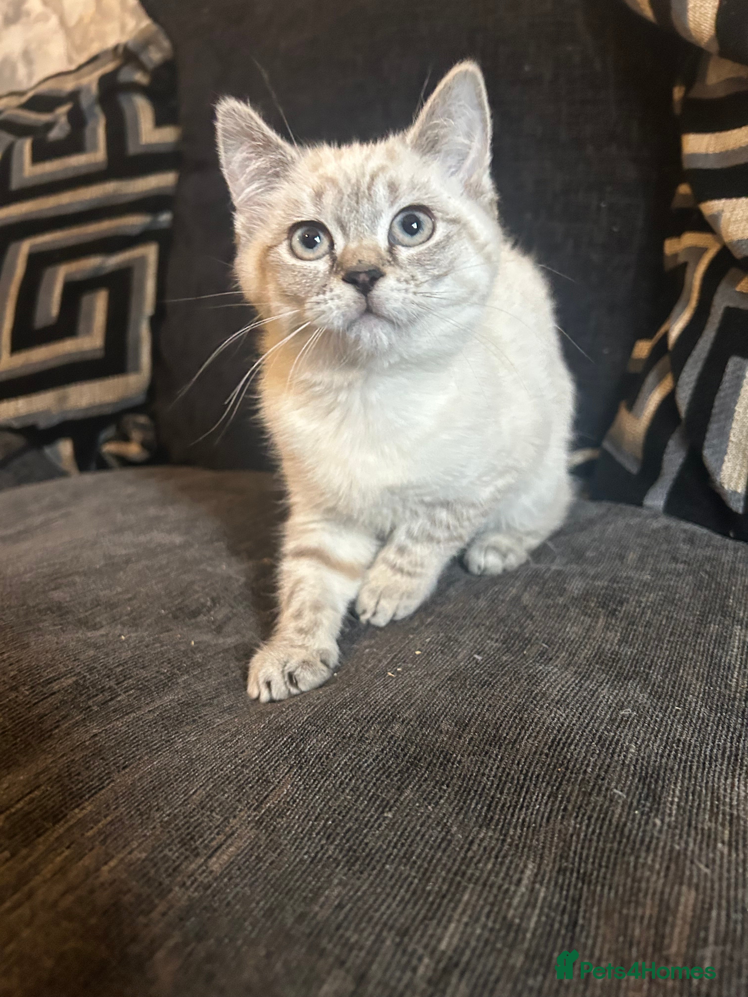 Mixed Breed cats RAGDOLL X BSH kittens  - Advert 1