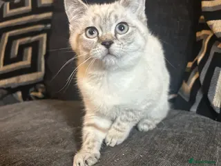 Mixed Breed cats RAGDOLL X BSH kittens - Advert 1