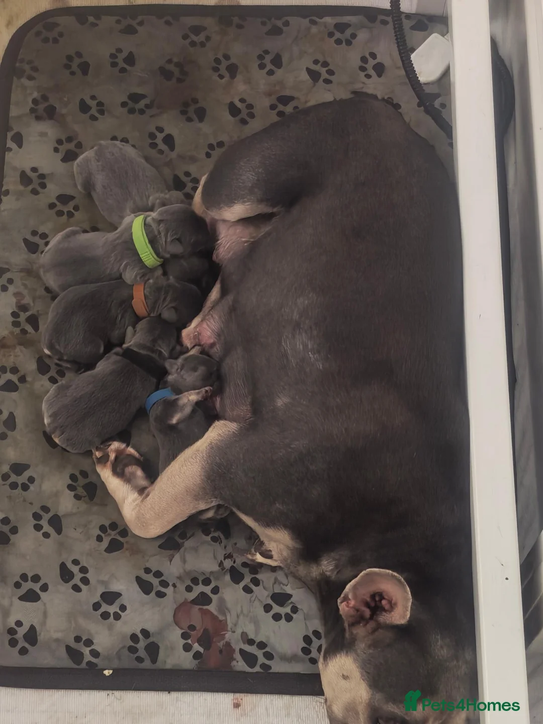 French Bulldog dogs for sale: Blue short haired fluffy  - Advert 2