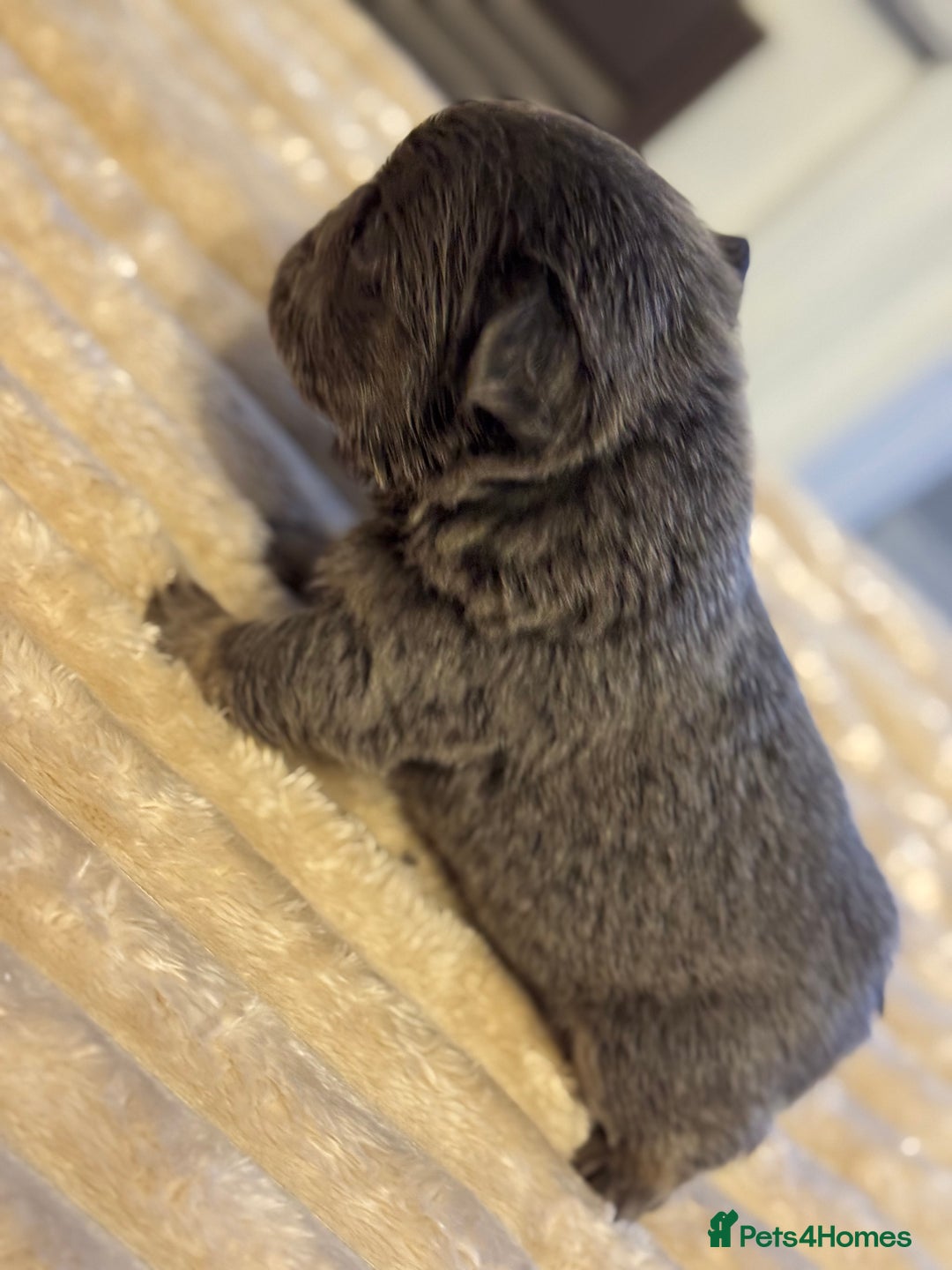 French Bulldog dogs for sale: 5 AMAZING QUALITY FRENCH BULLDOG PUPS  - Advert 14