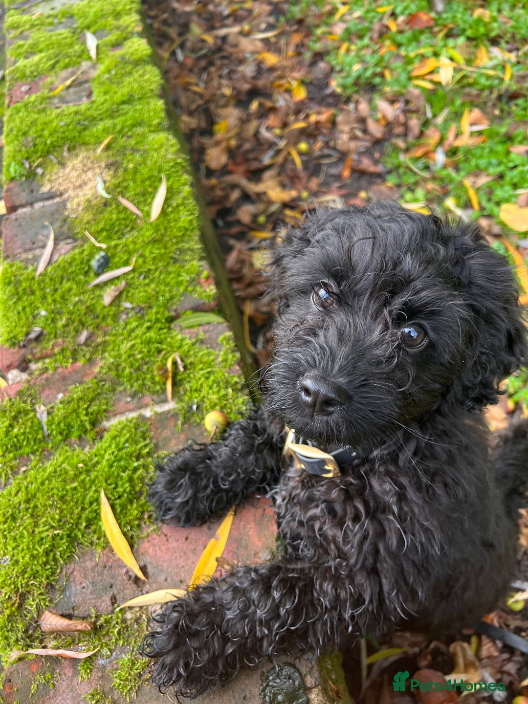 Cavapoochon dogs for stud: For Stud - Handsome Cavapoochon Boy Available - Image 9