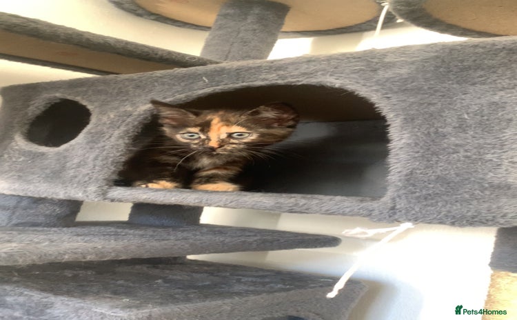 Mixed Breed cats - Advert 11