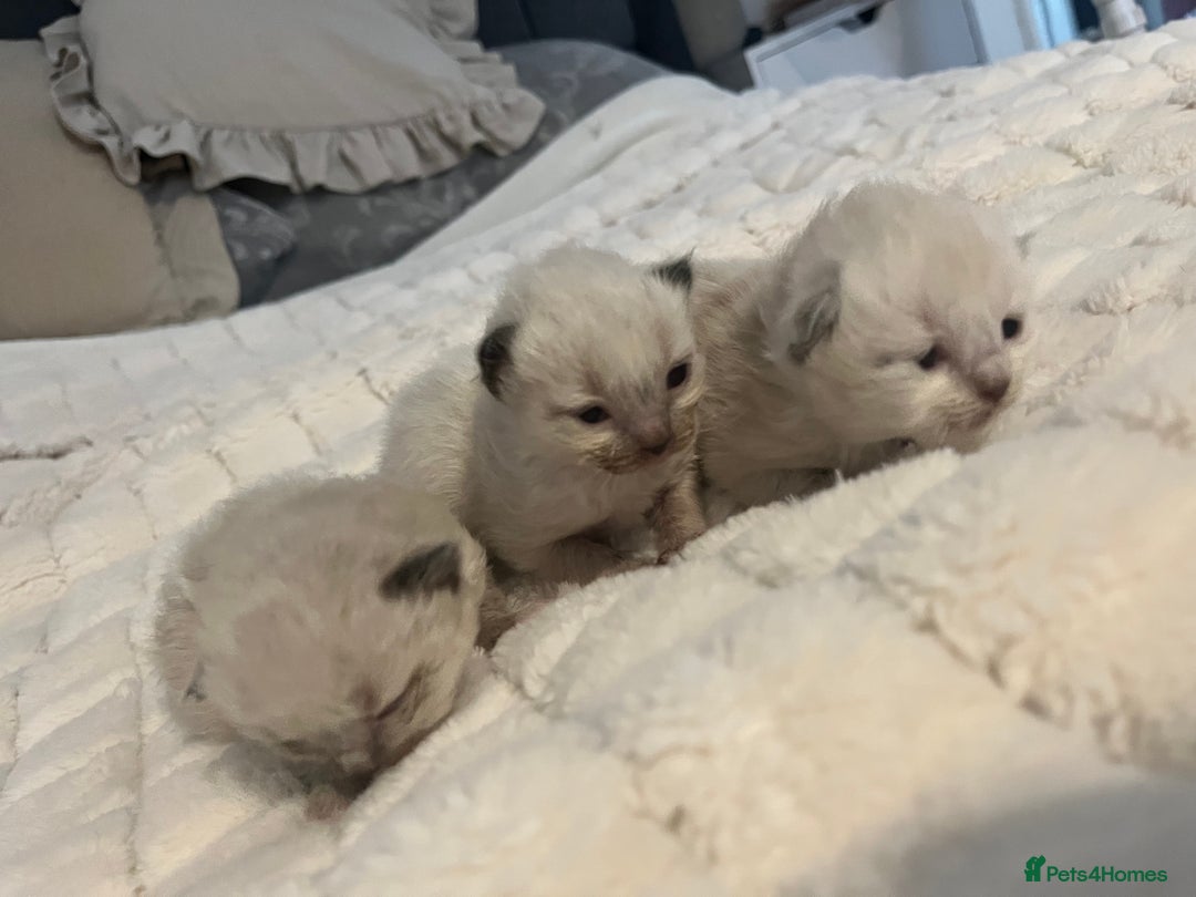 Ragdoll cats for sale: 3 beautiful ragdoll kittens - Image 2