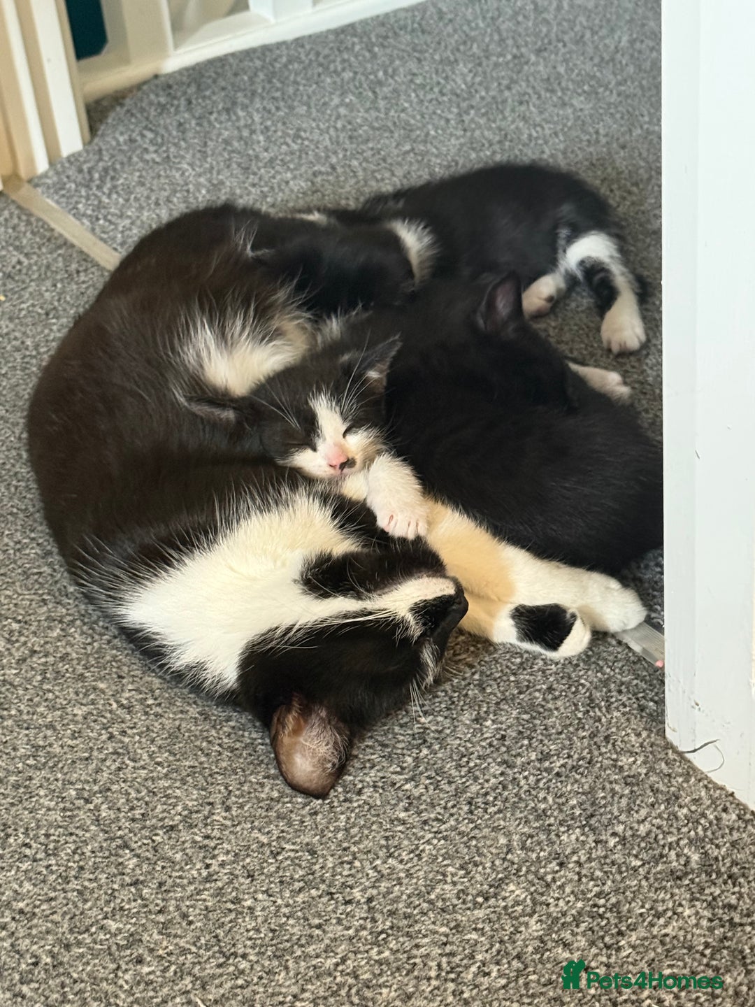 Mixed Breed cats for sale: 3 beautiful kittens looking for forever homes - Image 7